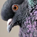 avatar Mephistopheles