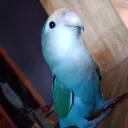 skyss0fly
