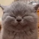 kittyyghost