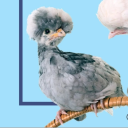 avatar 𝓛𝓮𝓽𝓲𝓽𝓬𝔂𝓪💜