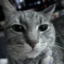 tfcchoco