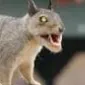 wckd_squirrel avatar