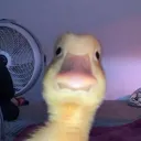 felipinhoxavinere