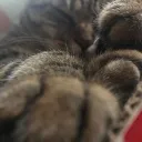 noketat