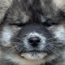 avatar ℌ𝔫𝔶𝔪𝔢𝔩𝔩𝔬𝔴