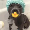 pitbullmodzz2064