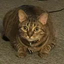 catsthepope