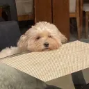 _hotchickennugget avatar