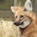 .flamethefirewolf