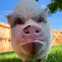 avatar Alfonso Solomon