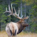 outdoorsman0705