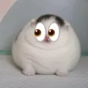fazelokto