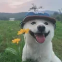 waaiba