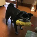 tunagoblin