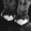 avatar nayla
