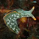 aiueo9157