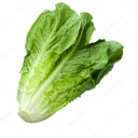 lettuce
