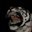 avatar ᴱᴮᴬᴺᵁᵀᴬʸᴬ