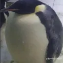 fatpenguin9190