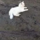 _glou__