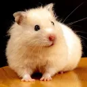 hamster.sol