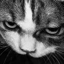 calc7_cat_opens_fridge_at_3am_xd