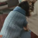 koalaturko