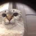 lordnosok