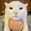 feuillu