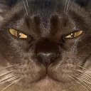 kingcamo