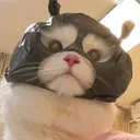 onlypupluck
