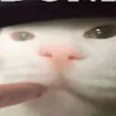 sweetavrorafox