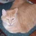 kitkatthecat