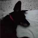 felix3240
