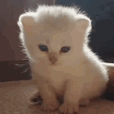 avatar Rikke 瑞克 🐣