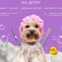 dima119901