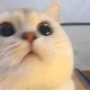 meownday