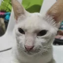 flaredmoko