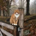 forestlover84