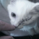 avatar 𝕱𝖆𝖑𝖔𝖕𝖆.