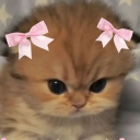 avatar kat