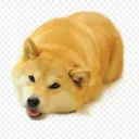 DA DOGE avatar