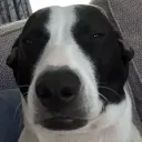 acejd