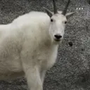 nubeven