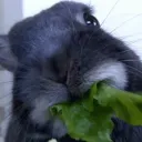 bigblackchungus
