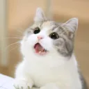 kucingputih.js