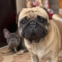 migscatalla