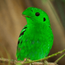 avatar Green Bird