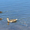 sherifflyons's Avatar