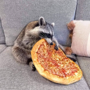 avatar Awesome Cool Raccoon